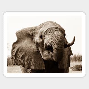 African Bull Elephant Sticker